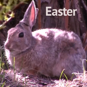 Songtracker.com Music for Film and TV - Holiday - Easter