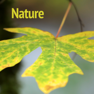 Songtracker.com Music for Film and TV - Instrumental Music - Cinematic Nature